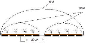 苗